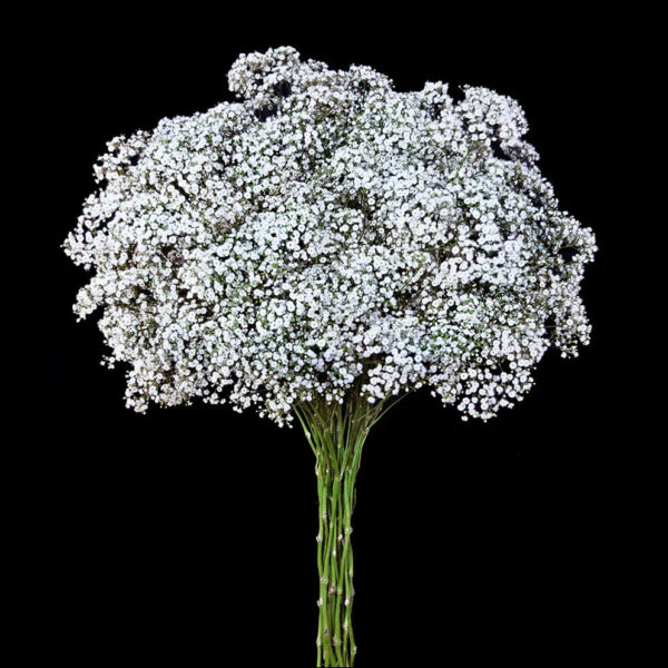 White Million Stars Baby's Breath