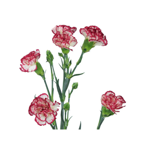 Bi-Color Mini Carnations - Image 2