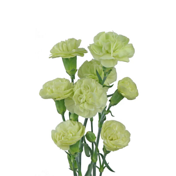 Green Mini Carnations - Image 2