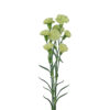 Green Mini Carnations