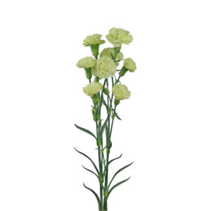 Green Mini Carnations
