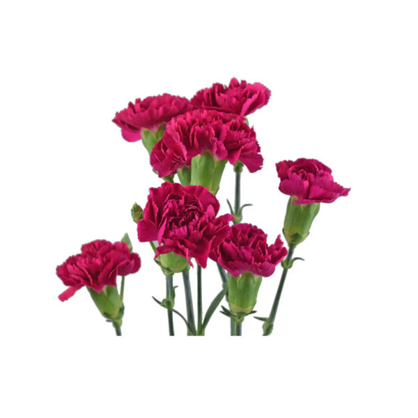 Hot Pink Mini Carnations - Image 2