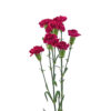 Hot Pink Mini Carnations