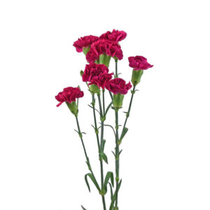 Hot Pink Mini Carnations