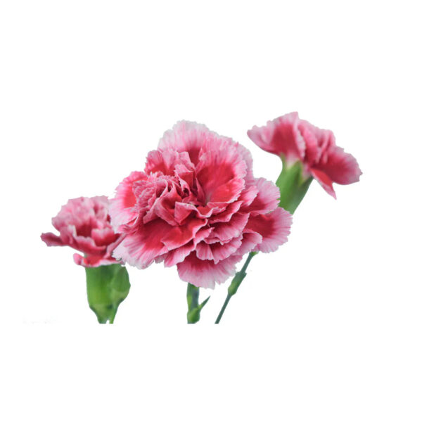 Light Pink Mini Carnations - Image 2