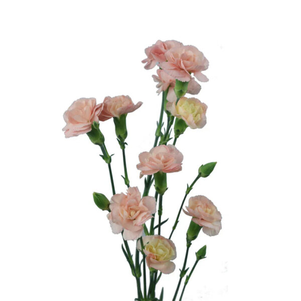 Peach Mini Carnations - Image 2