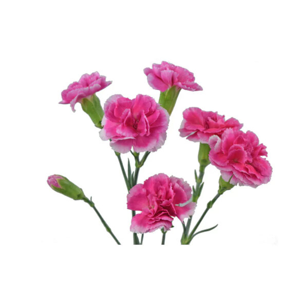Pink Mini Carnations - Image 2
