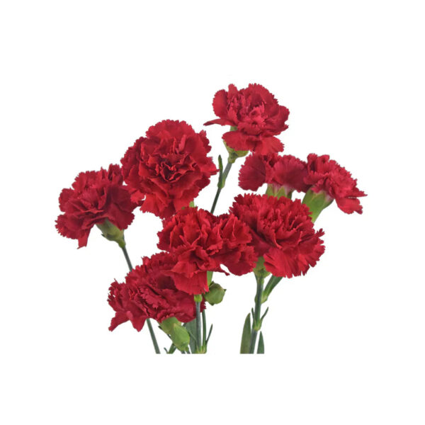 Red Mini Carnations - Image 2