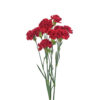 Red Mini Carnations