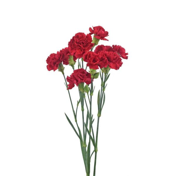 Red Mini Carnations