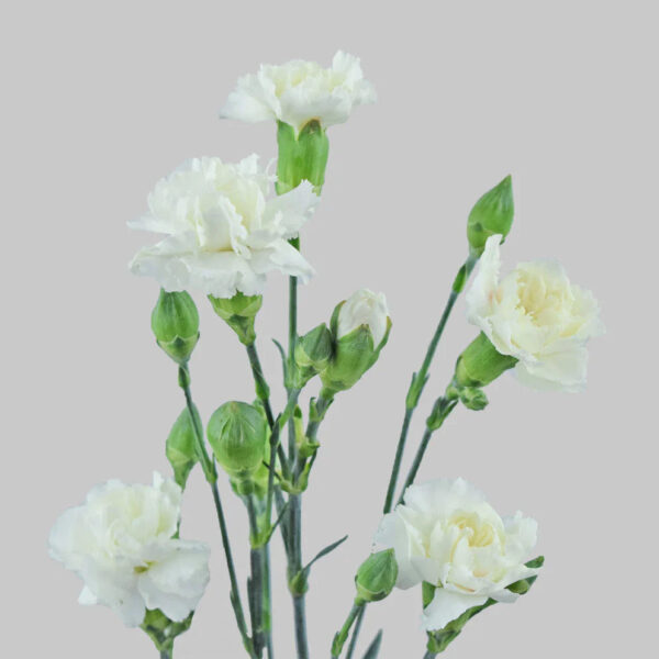 White Mini Carnations - Image 2