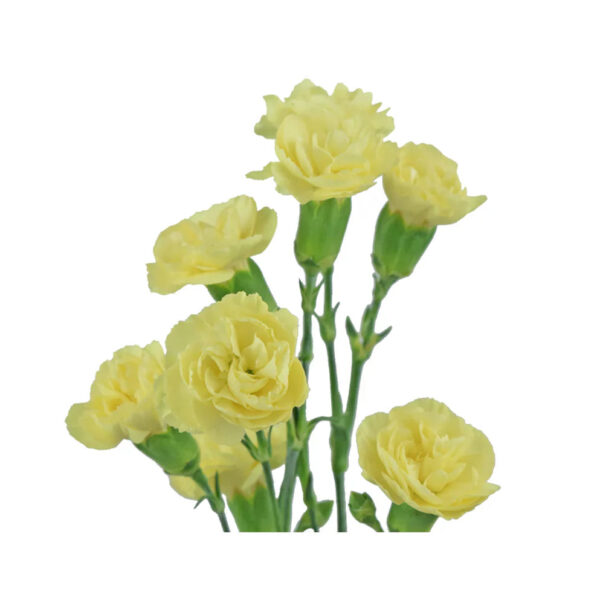 Yellow Mini Carnations - Image 2