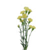 Yellow Mini Carnations