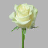 White Mondial Roses