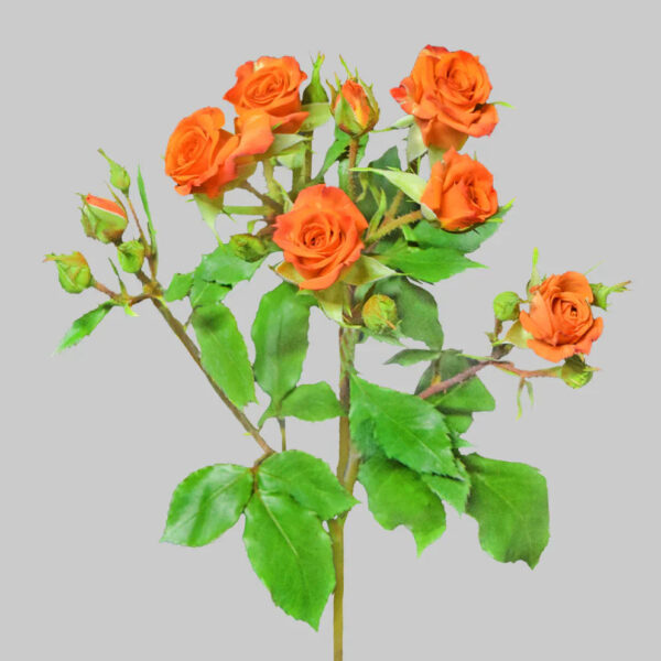 Neoorange - Image 2