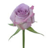 Lavender Ocean Song Roses