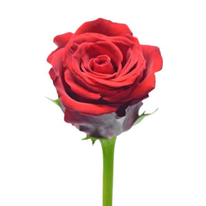 Red Opium Roses
