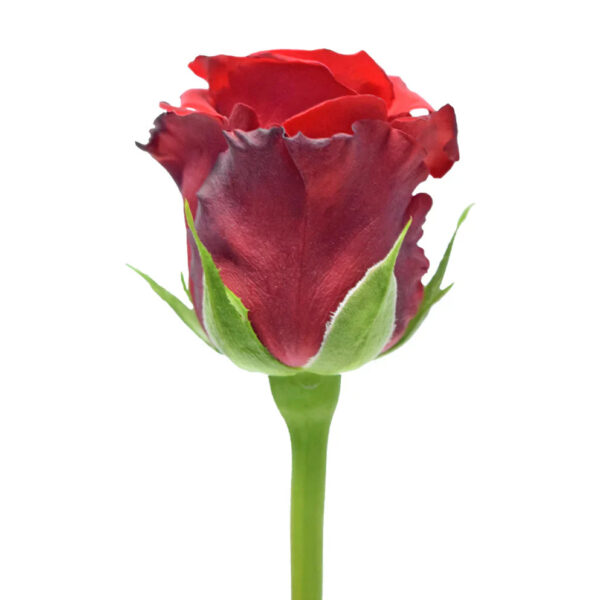 Opium - Image 2