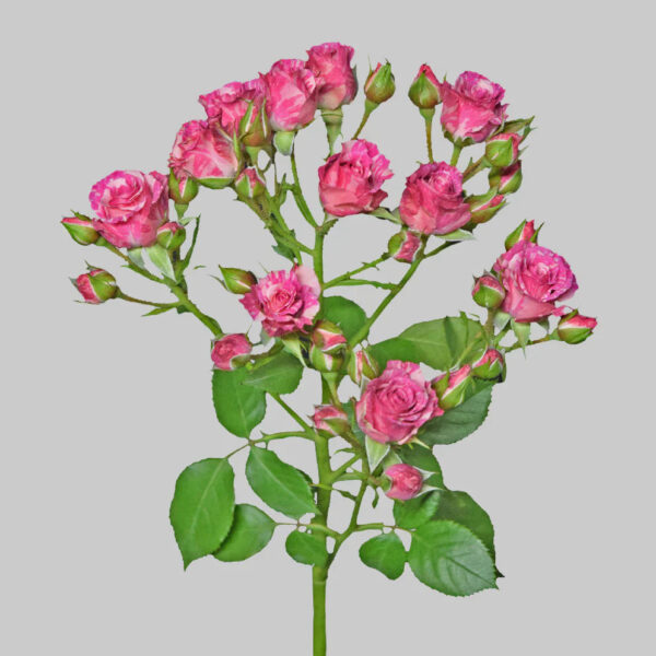 Pink Flash - Image 2