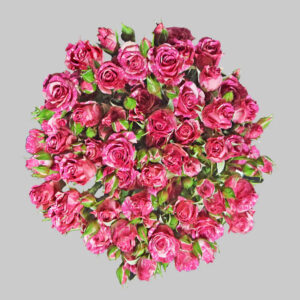 Pink Pink Flash Spray Roses
