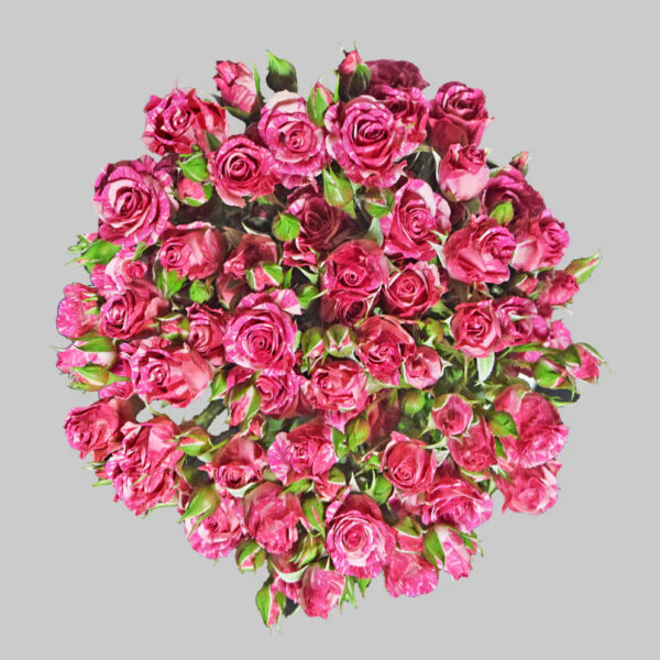 Pink Pink Flash Spray Roses