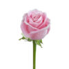 Pink Rosita Vendela Roses