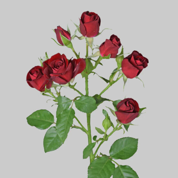 Rubyred - Image 2