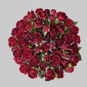 Red Rubyred Spray Roses