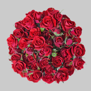 Red Scarlet Mini Spray Roses