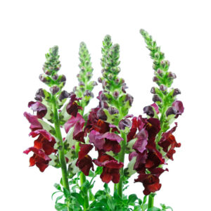 Burgundy Snapdragons