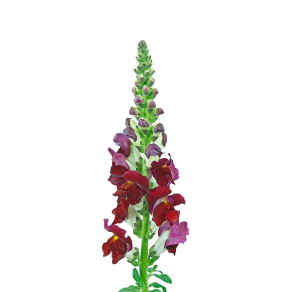 Burgundy Snapdragons - Image 2
