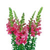 Hot Pink Snapdragons