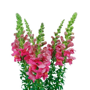 Hot Pink Snapdragons