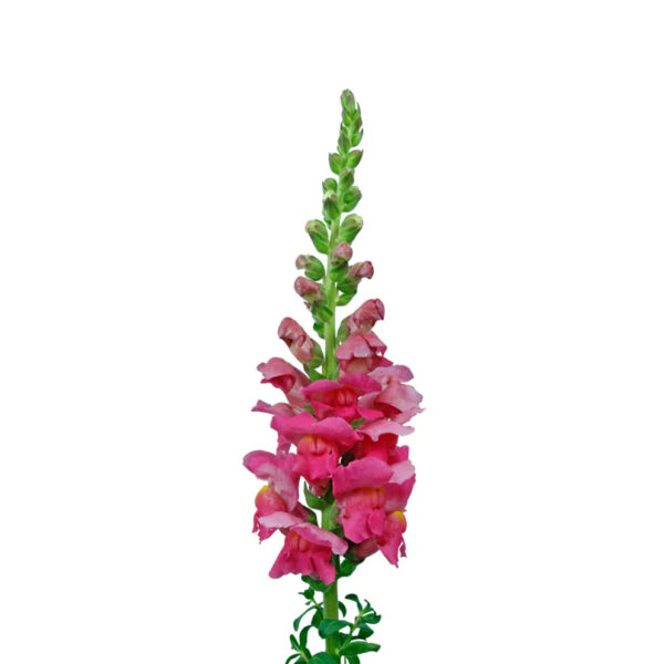 Hot Pink Snapdragons - Image 2
