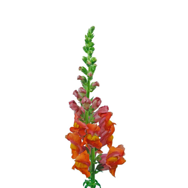 Orange Snapdragons - Image 2