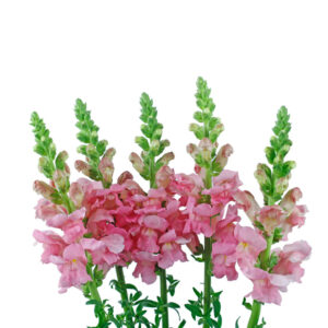 Pink Snapdragons