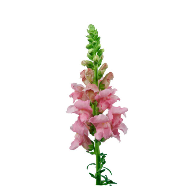Pink Snapdragons - Image 2