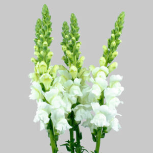 White Snapdragons