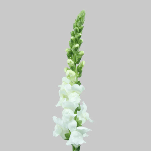 White Snapdragons - Image 2