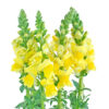 Yellow Snapdragons