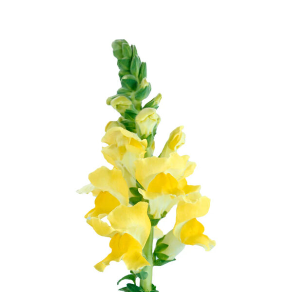 Yellow Snapdragons - Image 2