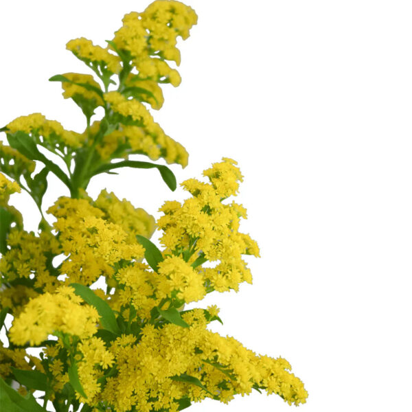 Yellow Solidagos - Image 2