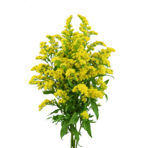 Yellow Solidagos Asters
