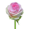 Pink Sorbet Avalanche Roses