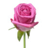 Hot Pink Soulmate Roses