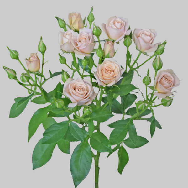 Sahara Pink - Image 2