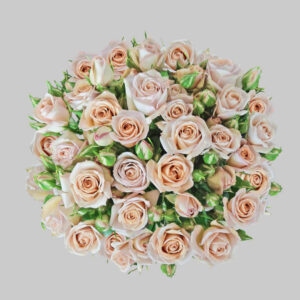 Pink Sahara Pink Spray Roses