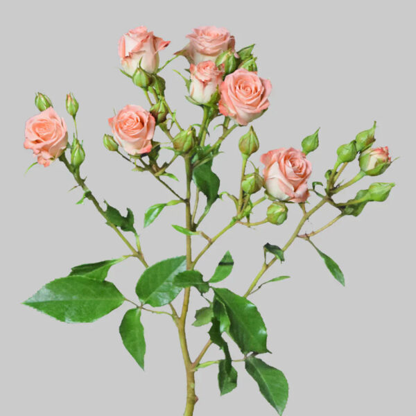 Star Pink - Image 2