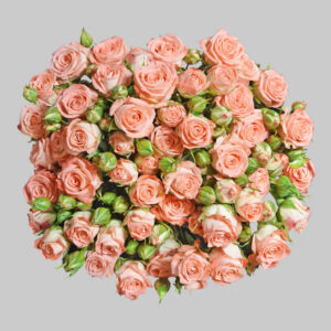 Pink Star Pink Spray Roses