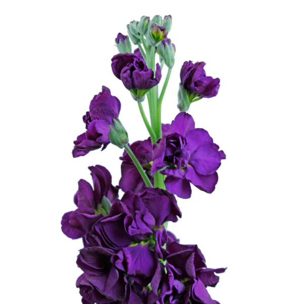 Dark Purple Stock Flowers - Image 2